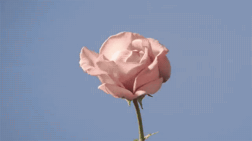 pink-rose-bloom